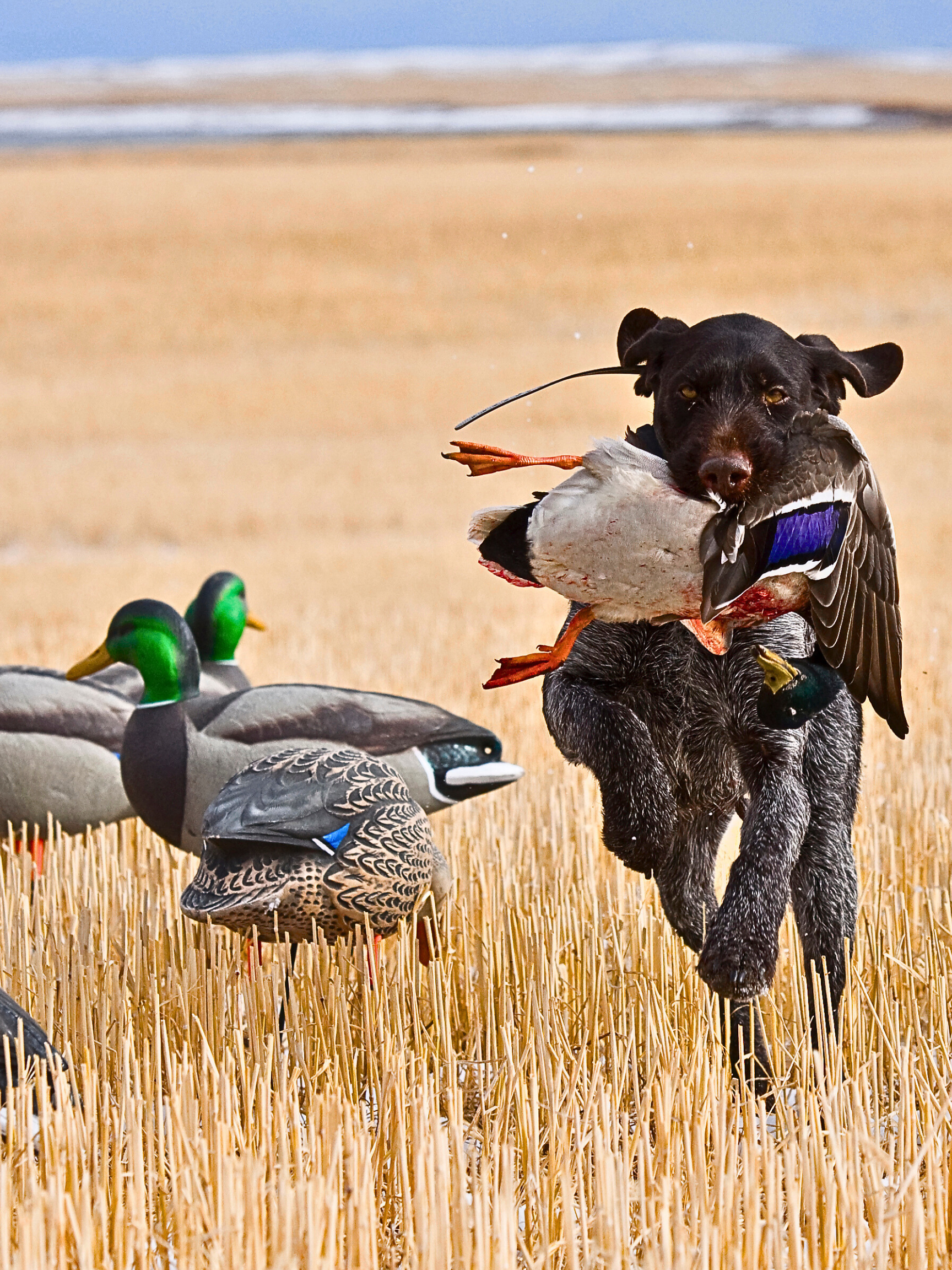 Decoys