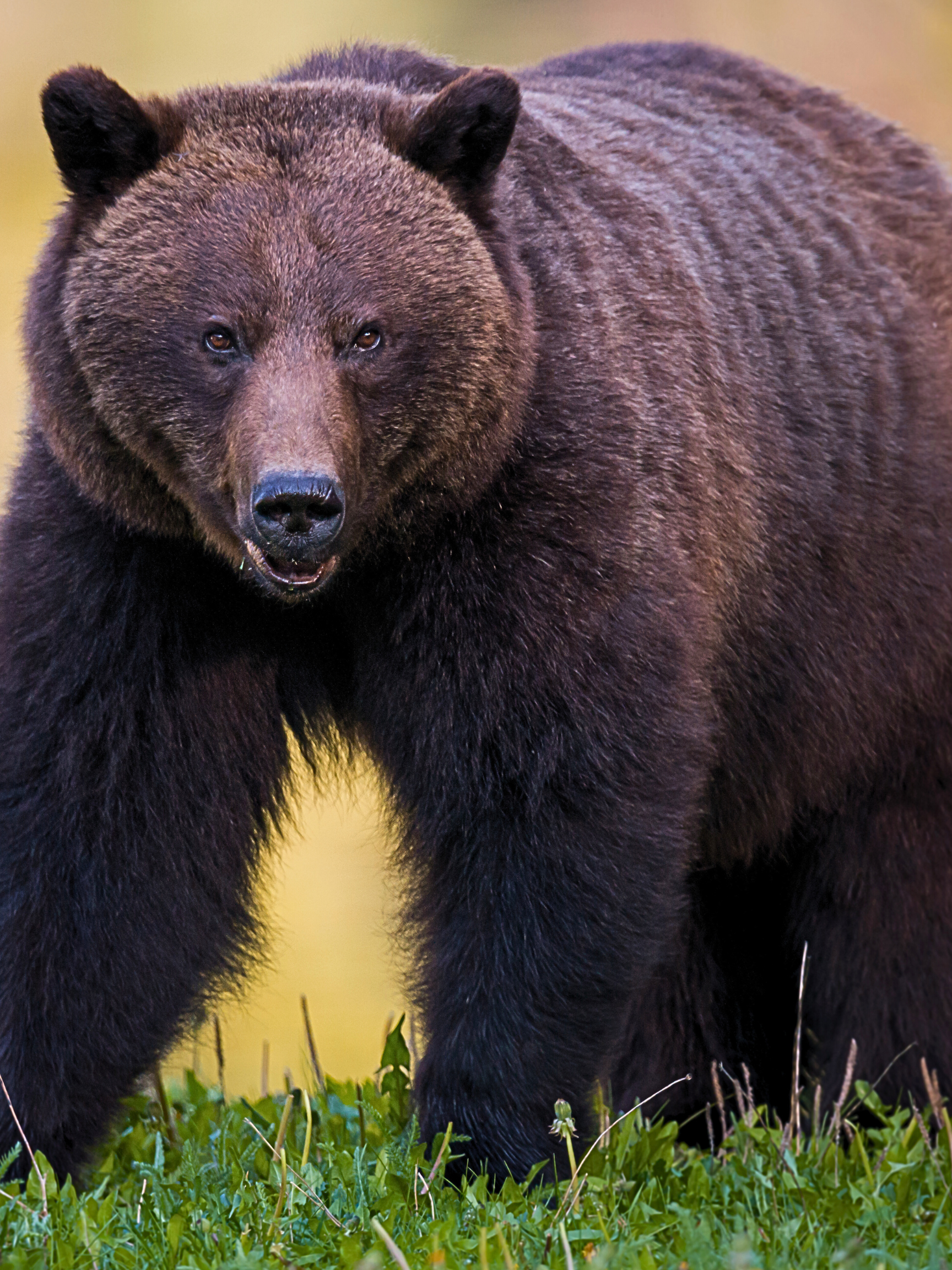 Little Grizzlies Vol. 1