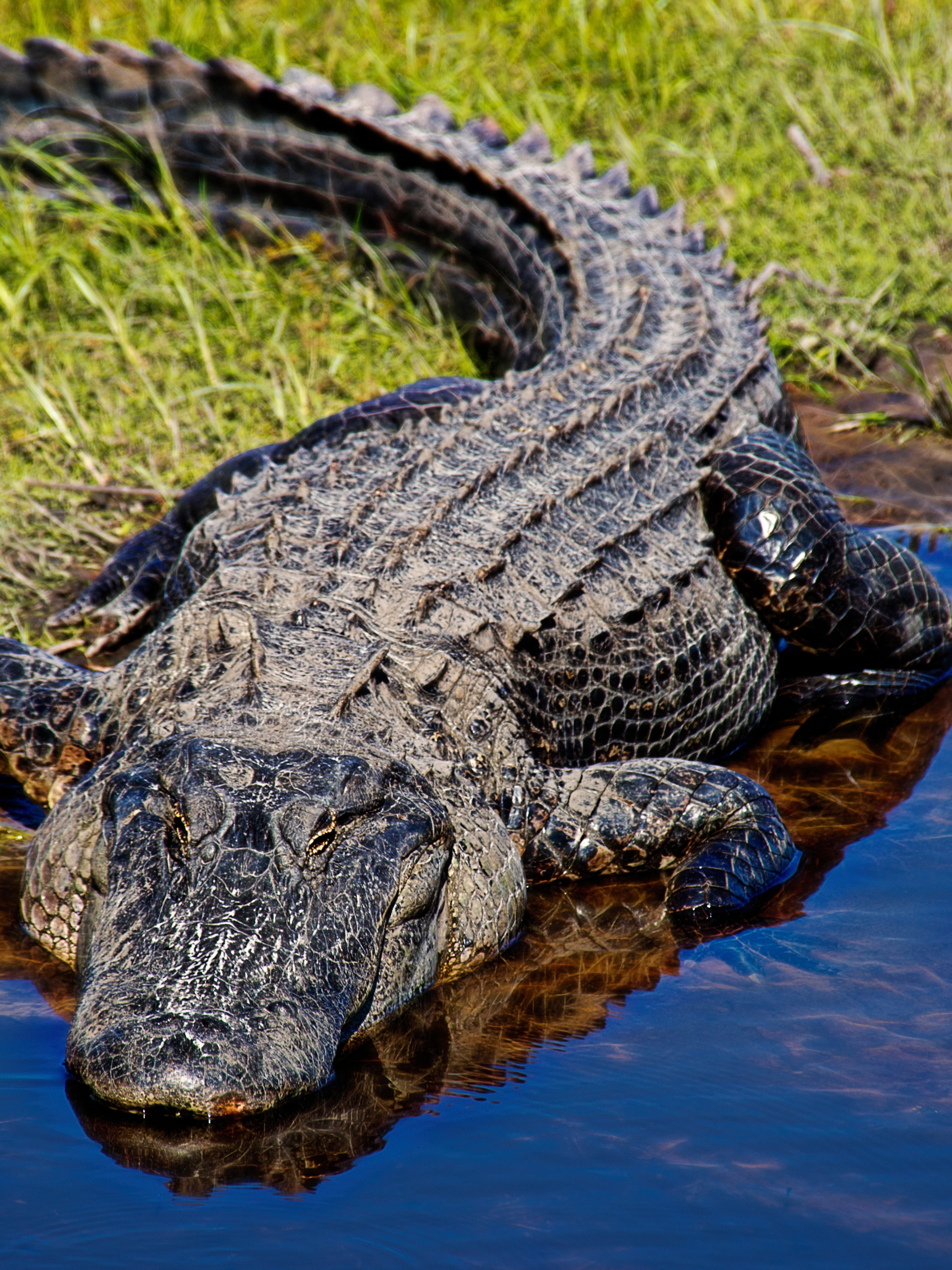 Gator Bait